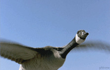 goose flying